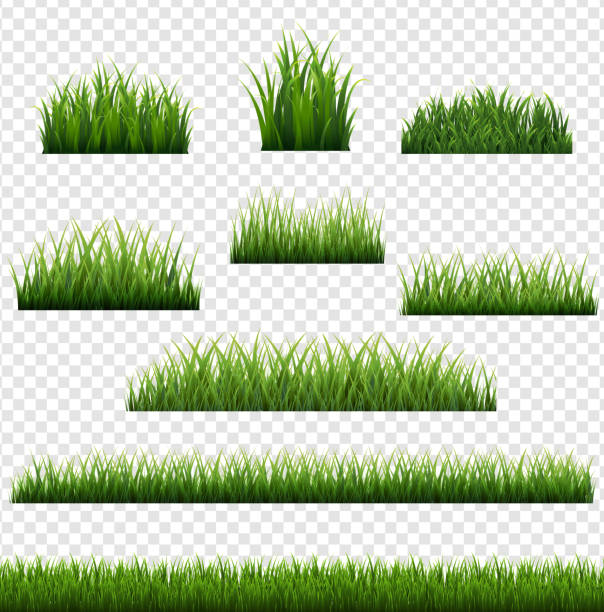 ilustraciones, imágenes clip art, dibujos animados e iconos de stock de gran conjunto de borde de hierba verde con fondo transparente - turf