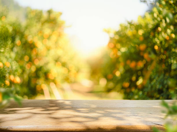 mesa de madeira vazia com espaço livre sobre laranjeiras, fundo de campo laranja. para montagem de exibição de produto - tangerine citrus fruit organic orange - fotografias e filmes do acervo