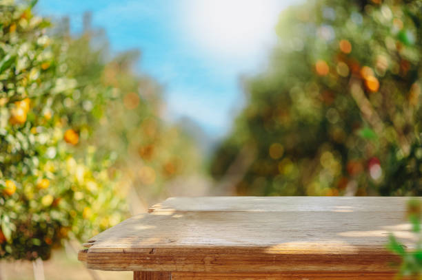 Empty wood table with free space over orange trees, orange field background. For product display montage stock photo
