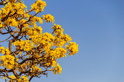 Goiania, Goiás, Brazil – July 08, 2022: Yellow flowered ipe. Details of yellow ipe branches with blue sky in the background. Handroanthus albus.