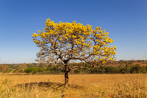 Goiania, Goiás, Brazil – July 08, 2022: A yellow flowering ipê (Handroanthus albus) on the side of the GO-462 highway, in a dry period in the cerrado on a sunny day and blue sky.