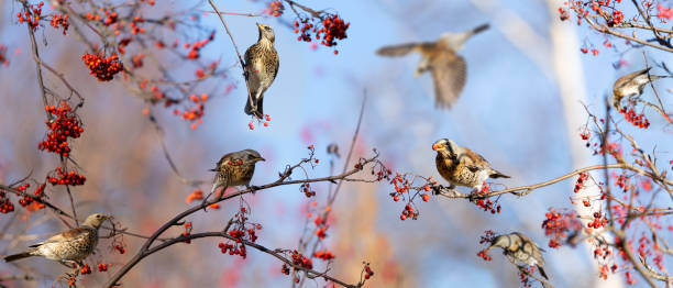 istock Group of birds eating  berries on rowan tree. The mistle thrush or Fieldfare (Turdus pilaris) 1413435421