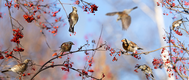 Group of birds eating  berries on rowan tree. The mistle thrush or Fieldfare (Turdus pilaris). Autumn time