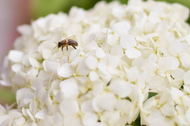 Blooming cultivar panicled hydrangea paniculata in the summer day garden. Honey bee collecting pollen.