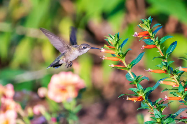 istock Hummingbird feeding from orange flowers 1413437109