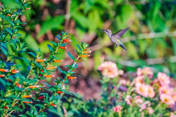 istock Hummingbird feeding from orange flowers 1413437124