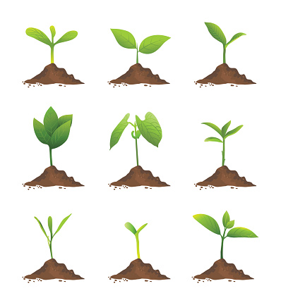 vector, sapling illustrations, plant illustrations