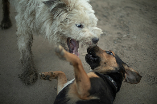 Dogs fight. Animal fighting. Pet bite. Fight of beasts. Aggression in nature.