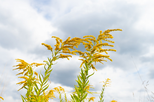 Yellow goldenrod flowers blossoming on cloudy sky.
