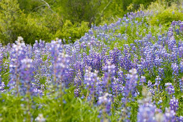 Flowers in a field near Aspen Colorado stock photo