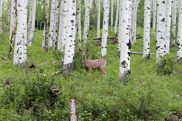 Mule Deer in Aspens Trees stock photo