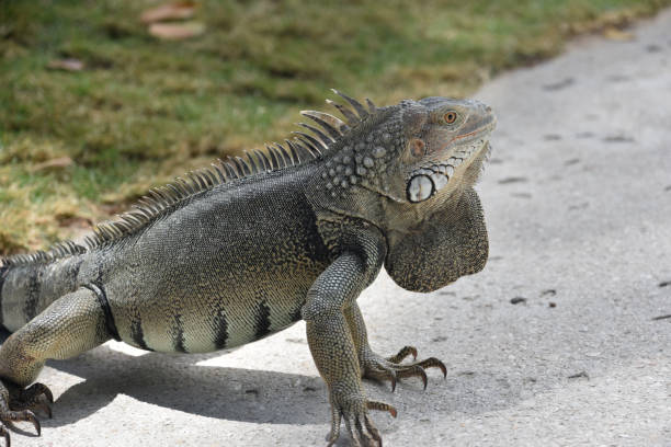 istock Profile of a Large Caribbean Iguana on a Walkway 1413441212