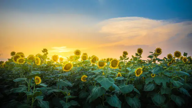 Photo of Sunflower Field Sunset Alabama