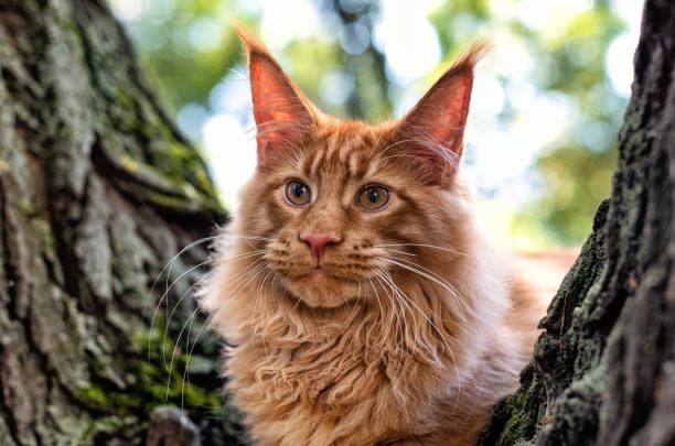 istock A lovely big red maine coon kitten. 1413442223