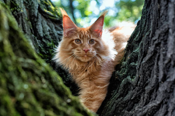 istock A lovely big red maine coon kitten. 1413442301