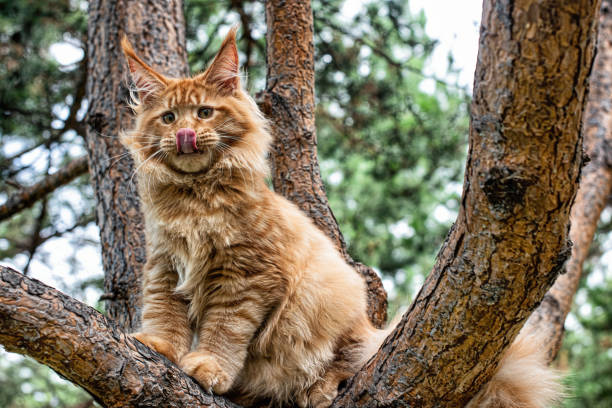 istock A lovely big red maine coon kitten. 1413442384