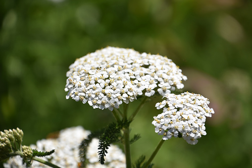 Pretty white yarrow blooming and flowering in the warm summer sun.