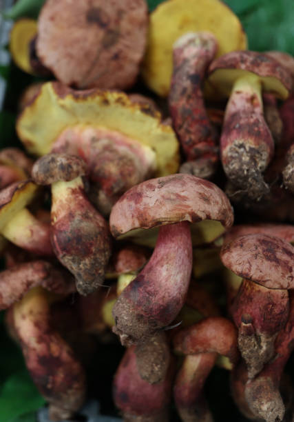 istock Wild mushrooms in Yunnan 1413445111