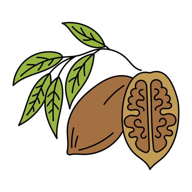 pekan. składnik do gotowania. ilustracja wektorowa. - pecan stock illustrations