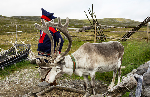 Honningsvag, Norway - July 30, 2022: Deer and reindeer breeder dressed in national clothes the Sami. The Sami are the people inhabiting the Arctic
