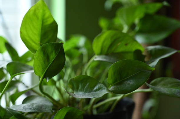 istock Money Plant 1413446997