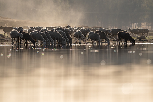 herd of sheep drinking in a swamp at dawn, concept summer without water