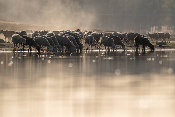 rebanho de ovelhas bebendo em um pântano ao amanhecer, conceito verão sem água - husbandry - fotografias e filmes do acervo