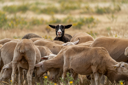 black sheep looking forward in a herd of sheep