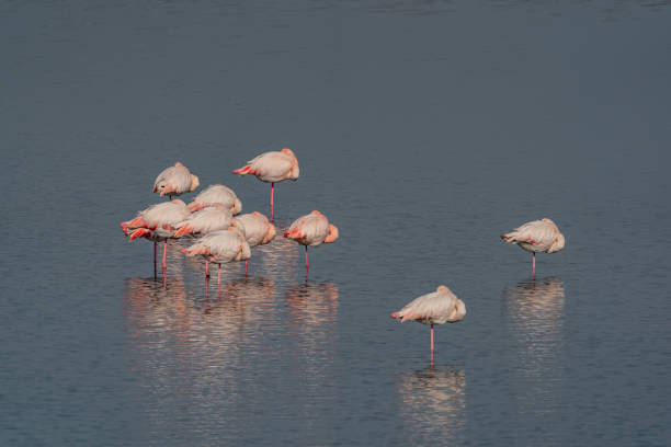 istock Group of Greater flamingos (Phoenicopterus roseus) 1413448456