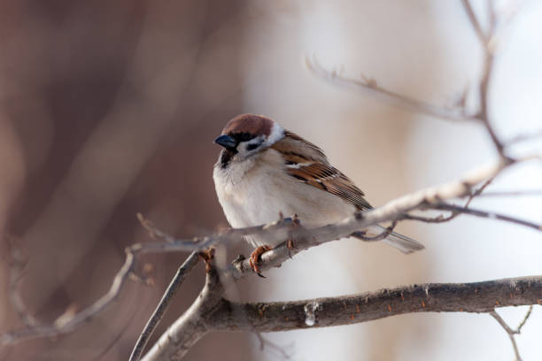 istock portrait of a sparrow 1413448680