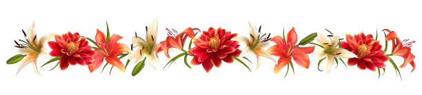 ilustrações de stock, clip art, desenhos animados e ícones de lily. dahlia. floral background. leaves. red. white. buds. horizontal pattern. isolated. stem. - lily flower vector red