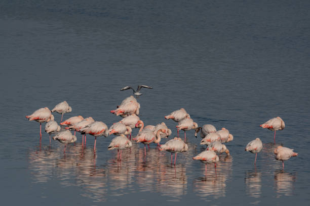istock Group of Greater flamingos (Phoenicopterus roseus) 1413449862