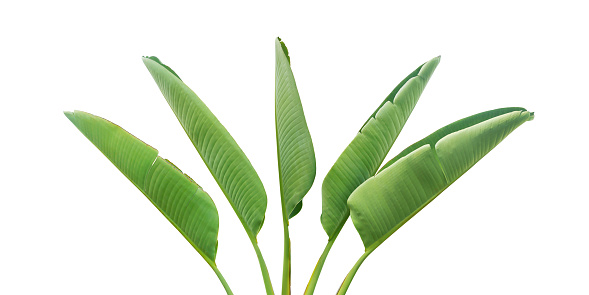 Green Leaves of Bird of Paradise Plant Isolated on White Background with Clipping Path