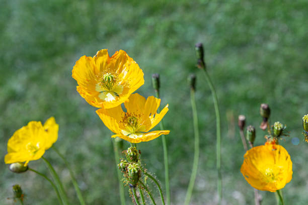 istock the yellow Iceland poppy 1413450737