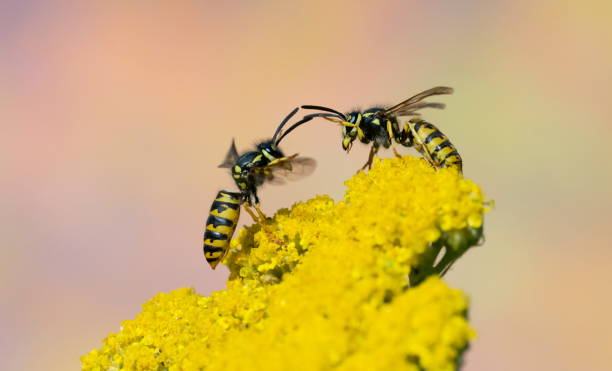 Fighting wasps stock photo