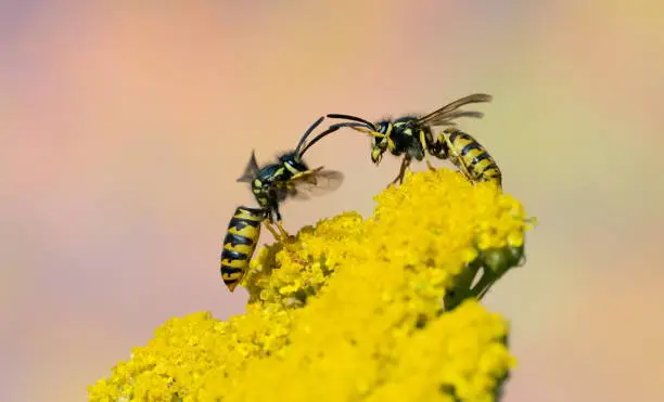 Photo of Fighting wasps