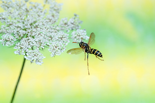 wasp on wildflower,Germany,Eifel\nPlease see more similar pictures of my Portfolio.\nThank you!