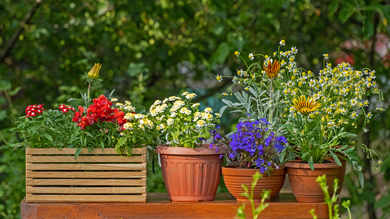 Garden flowers. Home gardening concept. Collection of houseplants and ornamental plants in pots. Plant care. Floral composition with spring or summer flowers. Blooming vibrant flowers in pot outdoors