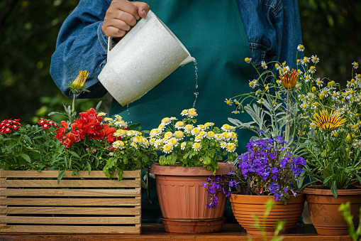 Watering flowers in a pot. Sprays water on flowerpots in the garden, florist working, takes care of plants in house. Gardener caring ornamental flowers in summer day closeup slow motion