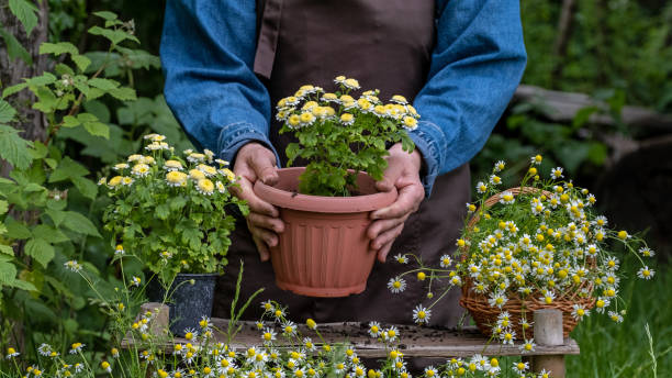 cultiver des fleurs dans le jardin. jardinage et floriculture. femme jardinière plantant de belles fleurs de jardin. préparer les plantes à planter dans des pots à fleurs, en mettant la terre à la main à l’extérieur. fleur - chamomile plant photos et images de collection