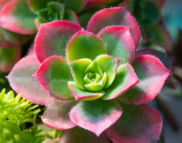 istock Cactus Flower- Southern New Mexico 1413452411