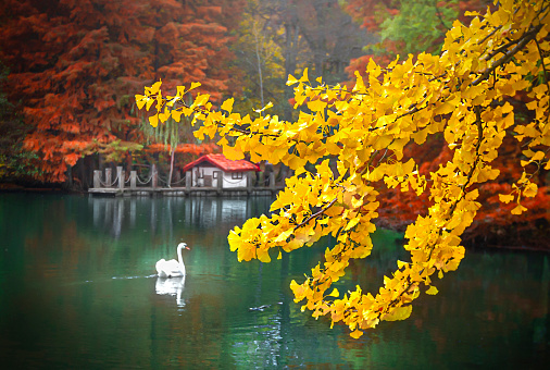 Istanbul-Turkey: Autumn forest trees scene in Ataturk Arboretum.
