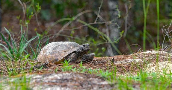 Adult male Florida gopher tortoise - Gopherus polyphemus - waiting outside burrow of a female during breeding season