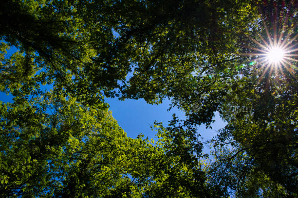 istock A great view up into the trees direction sky in may with a beautiful sunstar, Germany 1413454626