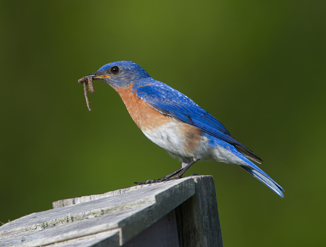 Male eastern bluebird - sialia sialis - with earth worm in his mouth while standing on top of nesting box to feed babies inside. Bright blue feathers with brown chest. Early bird catches the worm