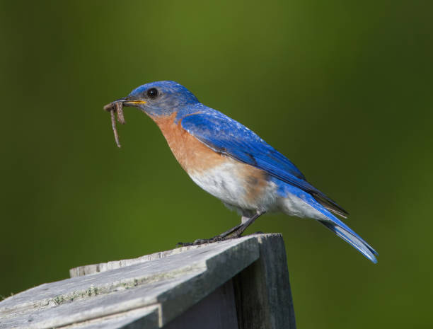 Male eastern bluebird - sialia sialis - with earth worm in his mouth while standing on top of nesting box to feed babies inside. Bright blue feathers with brown chest. Early bird catches the worm stock photo