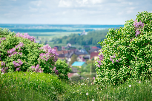 Panoramic view from the mountain to the blooming lilacs of a small rural village among fields and forests at sunset in summer.