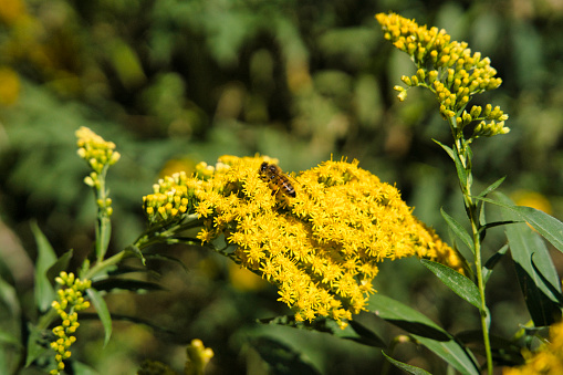 a sweet bee collects the pollen of a goldenrod in summertime