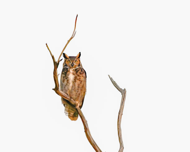 great horned owl - bubo virginianus - perched on top of dead tree snag.  copy space isolated cutout on white background - great white owl imagens e fotografias de stock