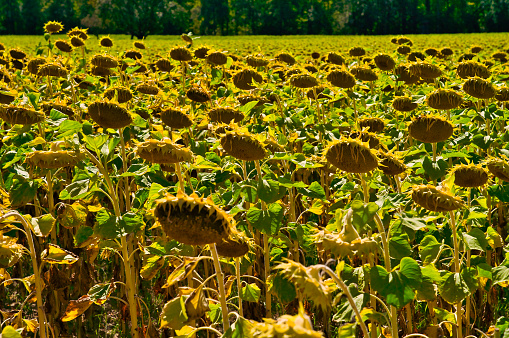 dried ripe sunflowers on a sunflower field in anticipation of the harvest, field crops and beautiful sky